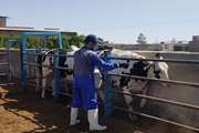 واکسیناسیون بیش از 9 هزار راس دام سنگین روستایی علیه تب برفکی در گناباد
